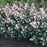 Snowberry, Pinky Promise™ ('Kolmpica') Snowberry
