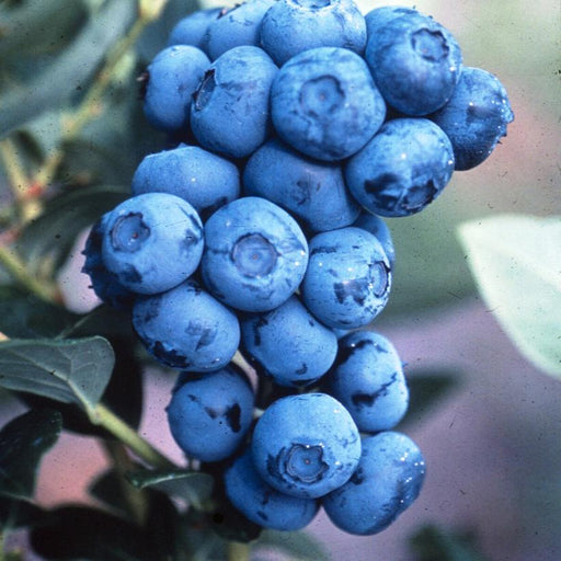 Blueberry, Duke Highbush, 3 gal (18-24 in)