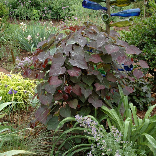 Redbud, 'Ruby Falls' Eastern Redbud