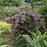 Redbud, 'Ruby Falls' Eastern Redbud