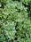 Euonymus, Emerald Gaiety Euonymus