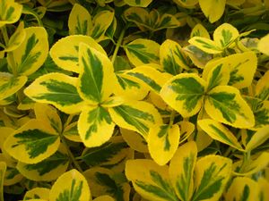 Euonymus, Gold Splash® Euonymus
