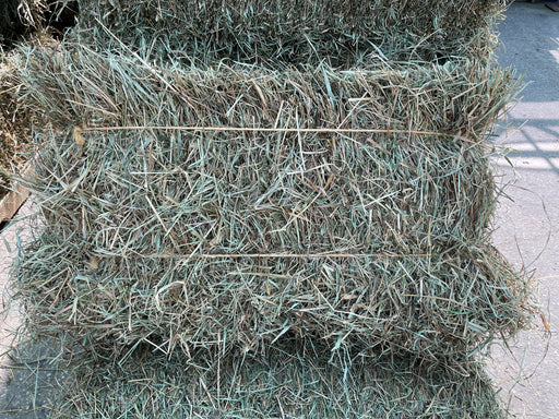Local First Cut Hay Bale *Temporarily Out of Stock*