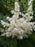 Lilac, Ivory Silk - Tree Form