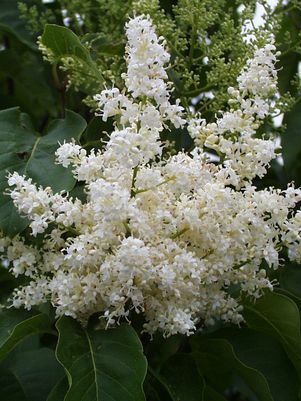 Lilac, Ivory Silk - Tree Form