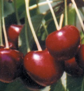 Cherry, Lapins, Sweet Cherry, 7 gal (5-7 ft)
