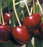 Cherry, Lapins, Sweet Cherry, 7 gal (5-7 ft)
