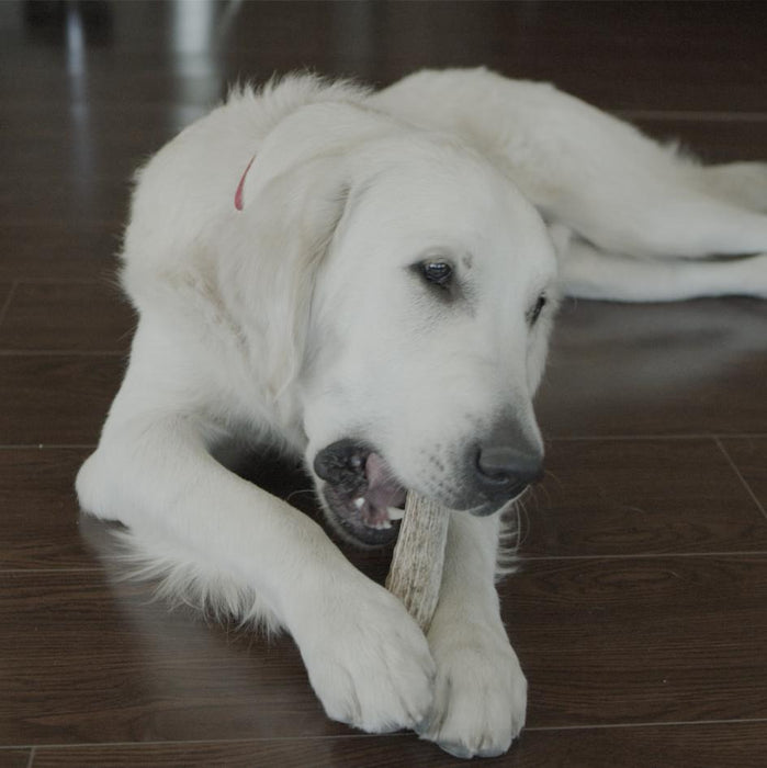 Redbarn Naturals Half Deer Antler