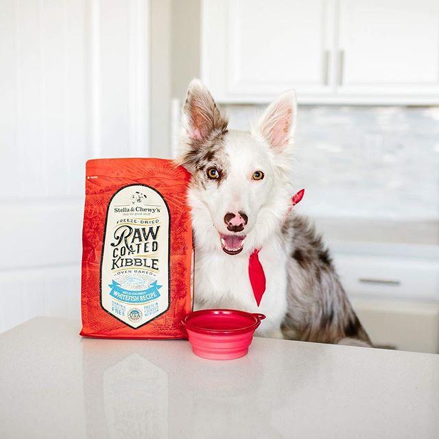 Stella & Chewy's Wild-Caught Whitefish Raw Coated Kibble