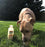 Primal Raw Goat Milk