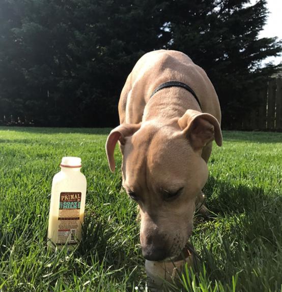 Primal Raw Goat Milk