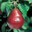 Pear, Red D'Anjou Pear (Pyrus communis 'Red D'Anjou') - European Pear, 7 gal