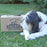 Redbarn Naturals White Bone - Small, 2 1/2"-3"