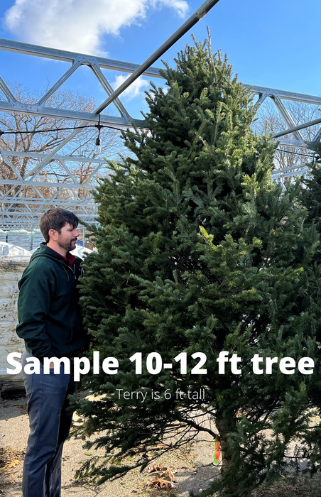 10-12 ft Balsam Fir Fresh Cut Christmas Tree - Green/Orange Tag