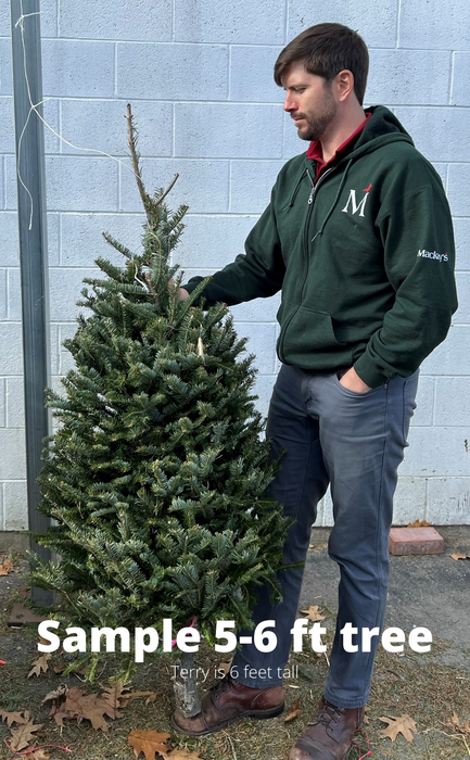 5-6 ft Balsam Fir Fresh Cut Christmas Tree - Red Tag