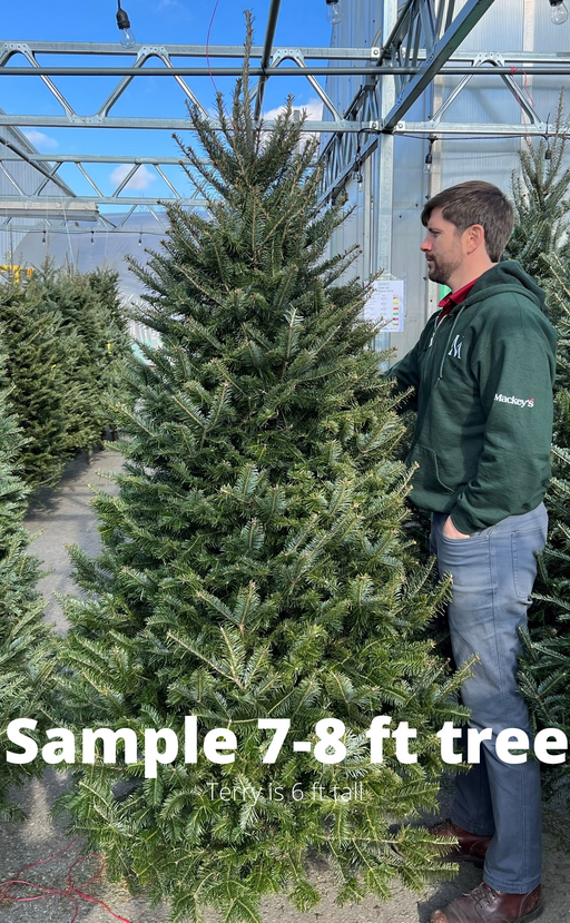 7-8 ft Fraser Fir Fresh Cut Christmas Tree - Green Tag