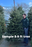 8-9 ft Balsam Fir Fresh Cut Christmas Tree - Blue Tag