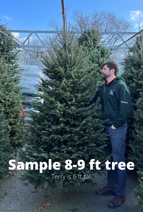 8-9 ft Balsam Fir Fresh Cut Christmas Tree - Blue Tag