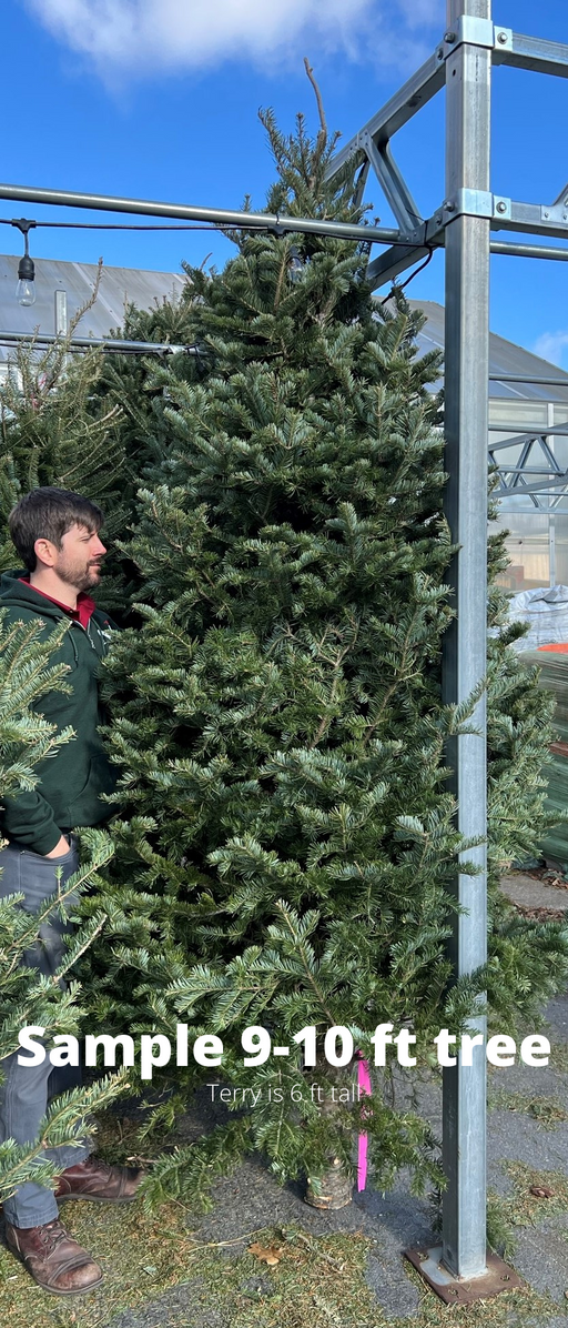 9-10 ft Balsam Fir Fresh Cut Christmas Tree - Orange Tag