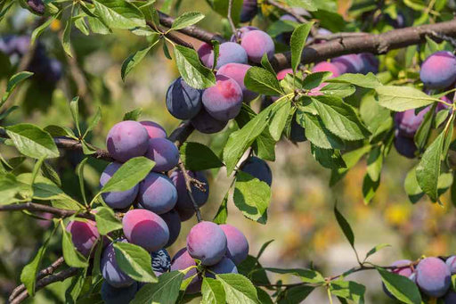 Plum, Santa Rosa - Japanese Plum, 7 gal. (5-7 ft)