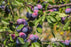 Plum, Santa Rosa - Japanese Plum, 7 gal. (5-7 ft)