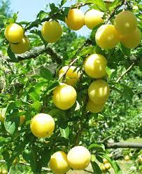 Plum, Shiro - Japanese Plum, 7 gal (5-7 in)
