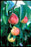 Pear, Summercrisp (Pyrus 'Summercrisp') - European Pear, 7 gal.