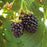 Blackberry, Triple Crown, 2 gal (10-15 in)