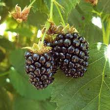 Blackberry, Triple Crown, 2 gal (10-15 in)