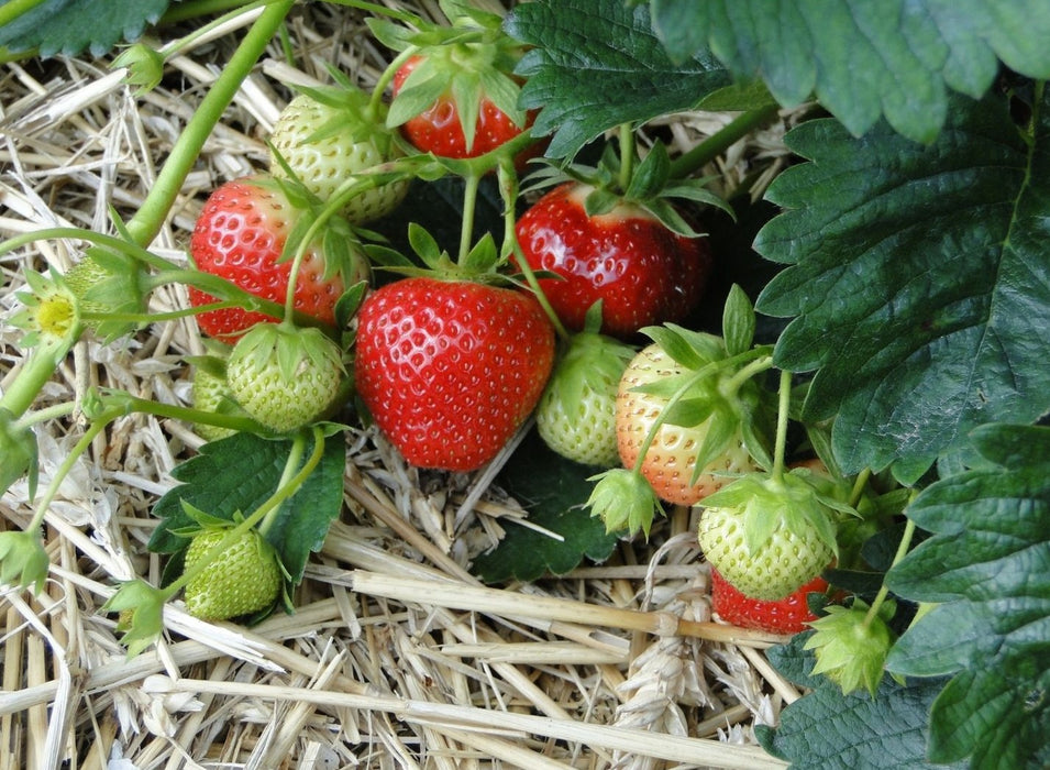 Strawberry, Snowy Belle Strawberry, 6" pot