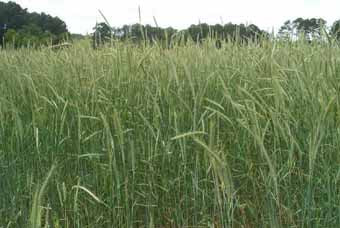 Winter Rye