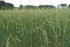 Winter Rye