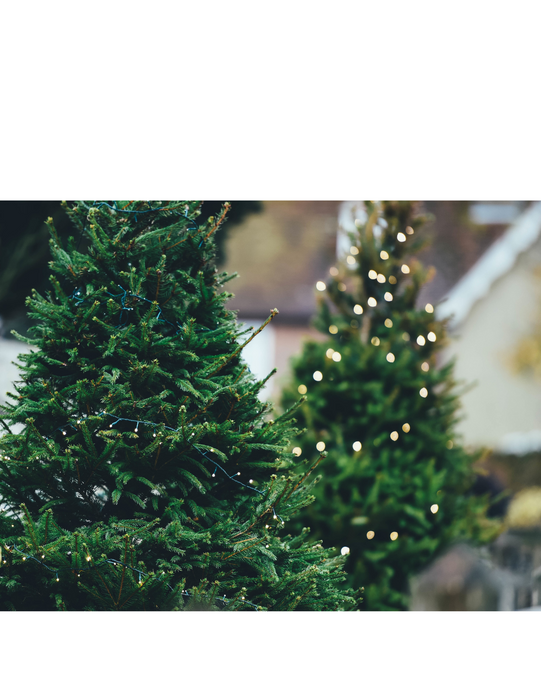8-9 ft Balsam Fir Fresh Cut Christmas Tree - Blue Tag