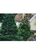6-7 ft Balsam Fir Fresh Cut Christmas Tree - Yellow Tag