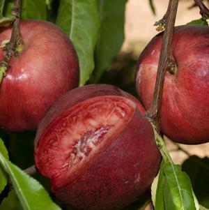 Nectarine, Arctic Glo, 7 gal (5-6 ft)