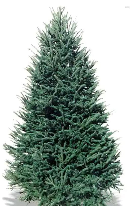 5-6 ft Balsam Fir Fresh Cut Christmas Tree - Red Tag