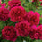 Rose, David Austin Thomas A Beckett Shrub Rose