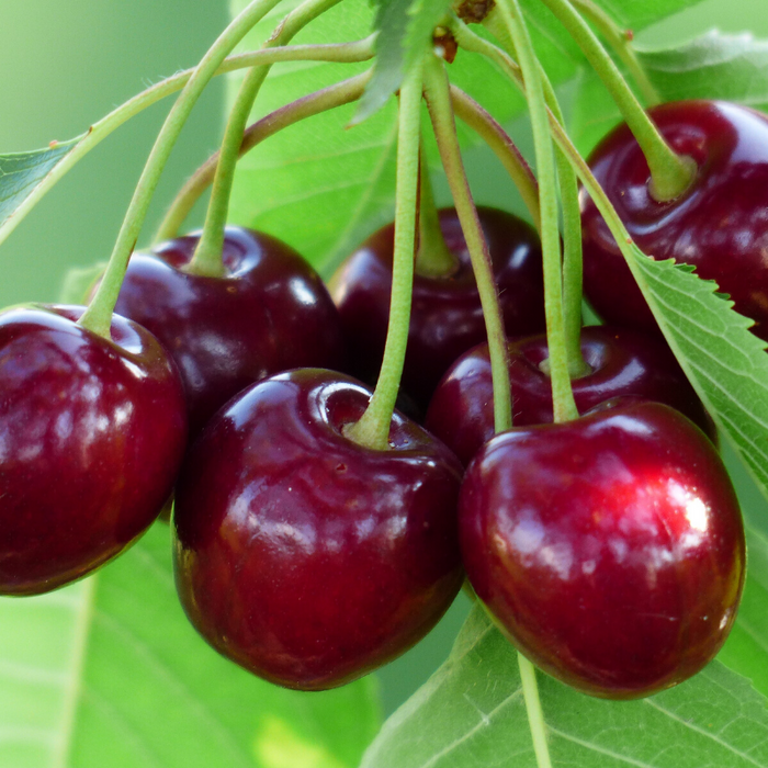 Cherry, Bing - Sweet Cherry, 7 gal (5-7 ft)