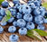 Blueberry, Bluecrop Highbush, 2 gal. (15-18 in)