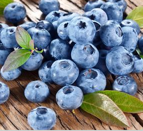 Blueberry, Bluecrop Highbush, 2 gal. (15-18 in)