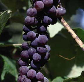 Grape, Canadice Seedless Red, 2 gal.