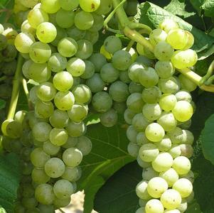 Grape, Cayuga White, 2 gal.