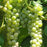 Grape, Cayuga White, 2 gal.