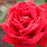 Rose, Como Park Rose