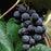 Grape, Concord, Seedless Purple Grape, 2 gal.