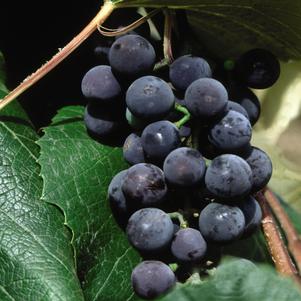 Grape, Concord, Seedless Purple Grape, 2 gal.