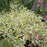 Honeysuckle, Cool Splash® Low Bush Honeysuckle