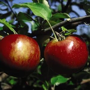 Apple, Cortland, 7 gal (5-7 ft)