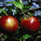 Apple, Cortland, 7 gal (5-7 ft)