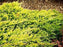Juniper, Golden Carpet Spreading Juniper